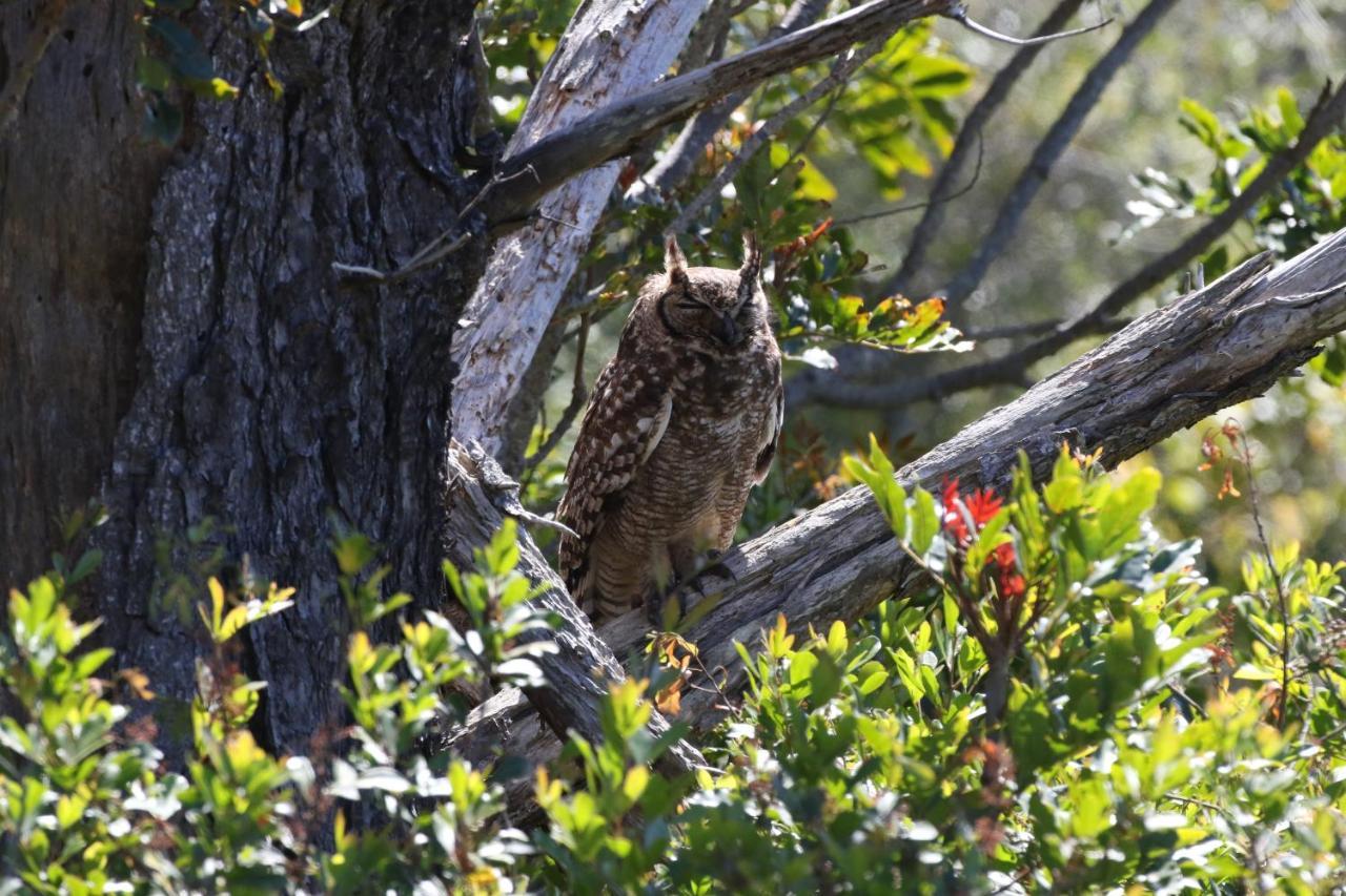 The Wood Owl Нейчез Веллі Екстер'єр фото